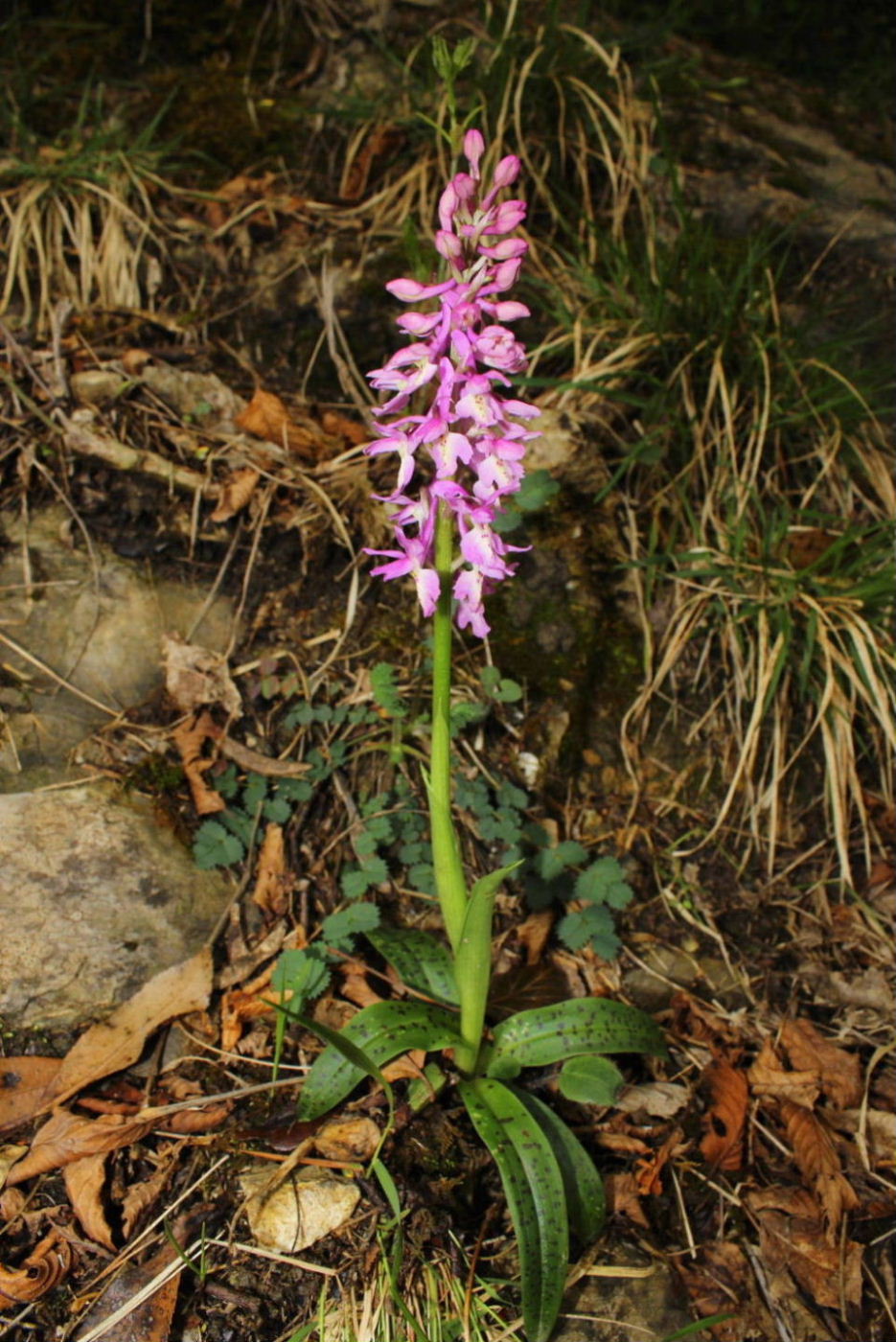 Orchis xperginziana